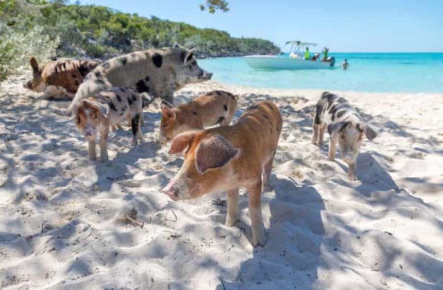 Nassau: 3 Islands Tour, Snorkel, Pig Beach, Turtles & Lunch - Meeting points and cruise-ship timing