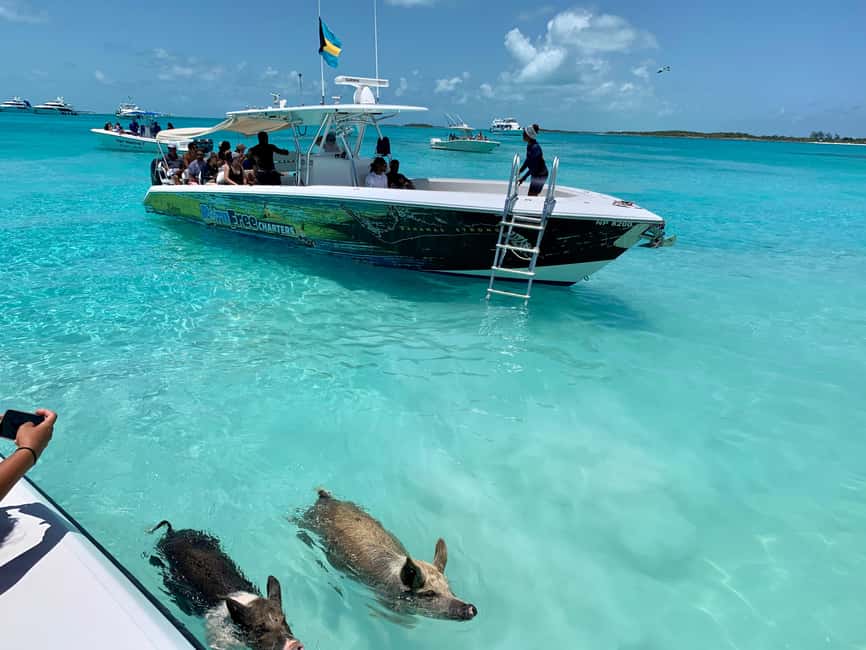 Nassau: Discover Exuma Island Hopping and Swimming Pigs Tour - Key points to know before you book