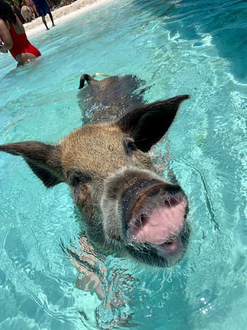 Nassau: Discover Exuma Island Hopping and Swimming Pigs Tour - Meeting nurse sharks at Compass Cay