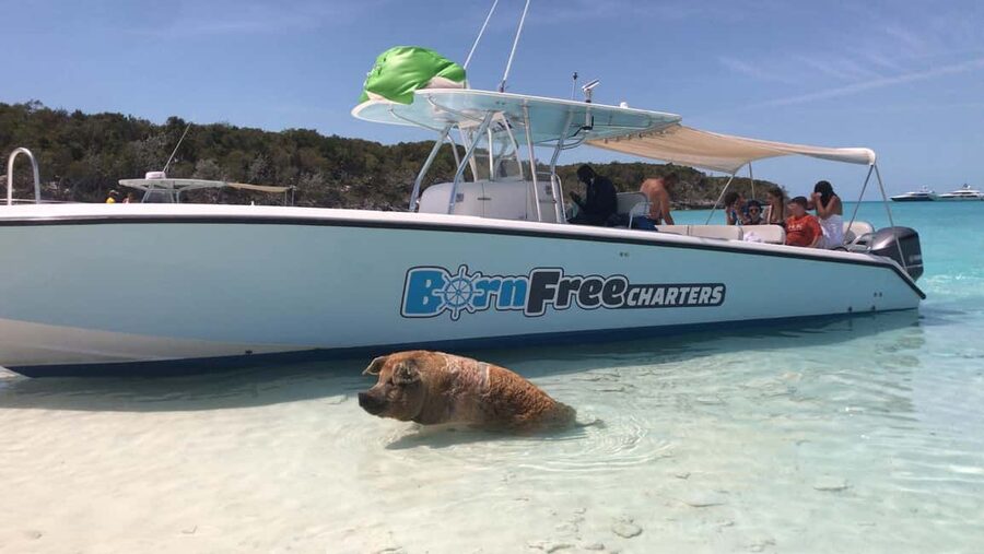 Nassau: Discover Exuma Island Hopping and Swimming Pigs Tour - The long ride back to Nassau