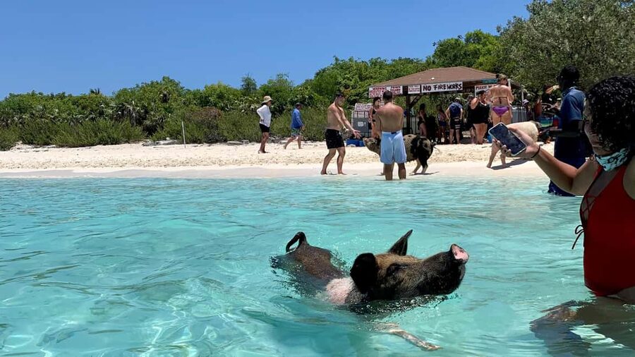 Nassau: Discover Exuma Island Hopping and Swimming Pigs Tour - Is $489 a fair price?