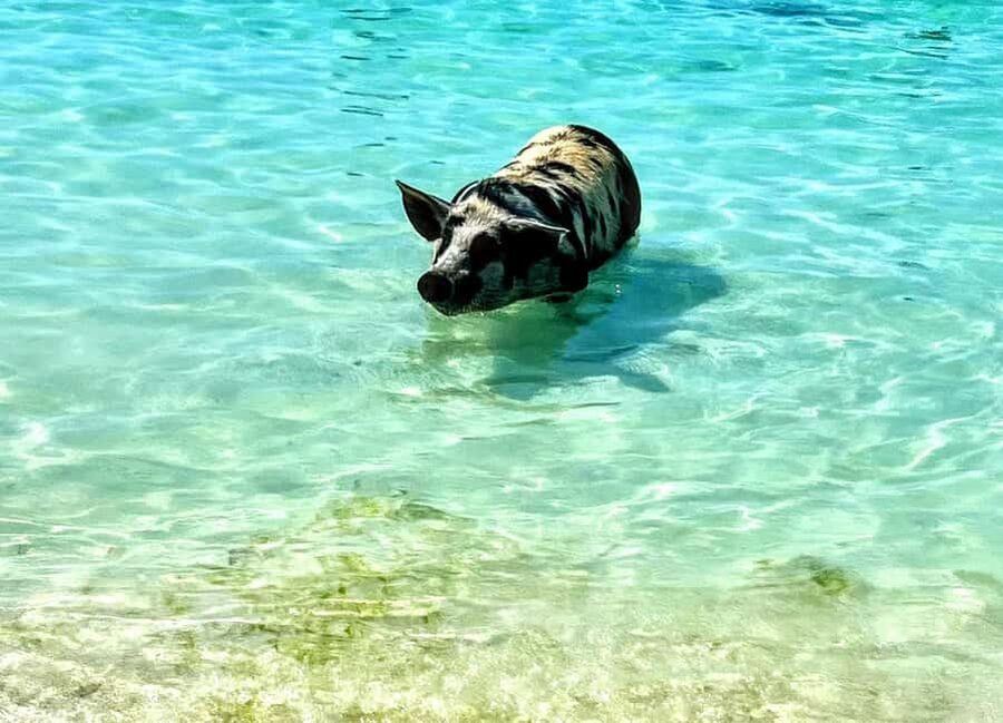 Nassau: Island Hopping Boat Trip with Lunch & Drinks - Key points before you book