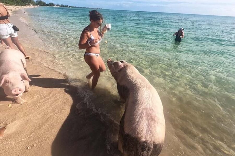 Nassau: Island Hopping Boat Trip with Lunch & Drinks - Montague Beach and the promised conch tasting