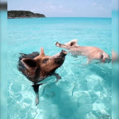 Rose 3-Island Tour with Snorkeling and Lunch
