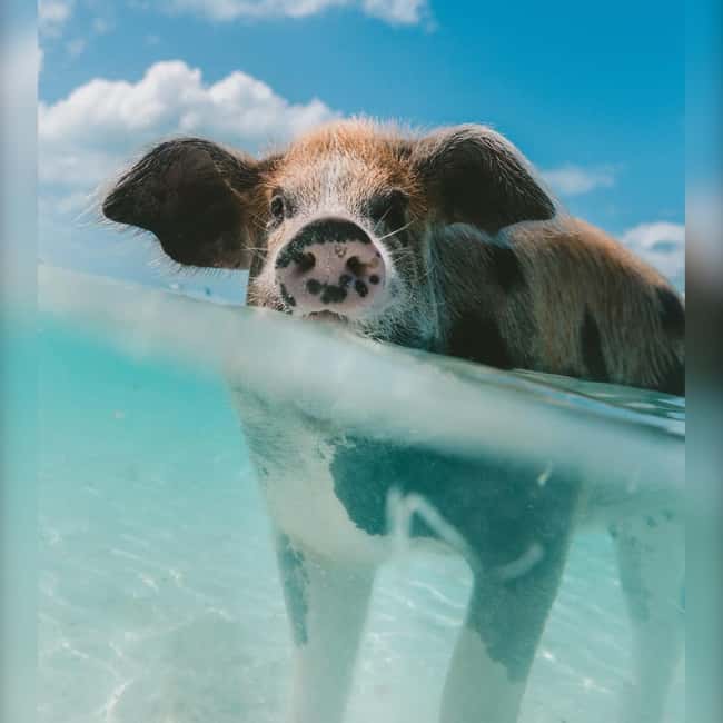 Nassau: Rose 3-Island Tour with Snorkeling and Lunch - Is $159 good value?