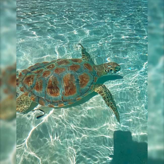 Nassau: Rose 3-Island Tour with Snorkeling and Lunch - Who should book this Nassau excursion?