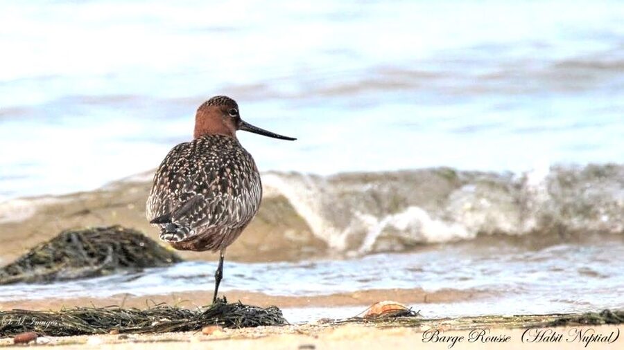 Olhão: 3 Islands Guided Sightseeing Tour with Lunch - Walking Culatra with a local guide