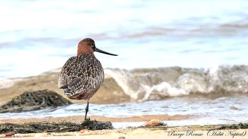 Olhão: Ria Formosa 3 Islands Guided Day Trip by Boat - Farol: a final hour for photographs