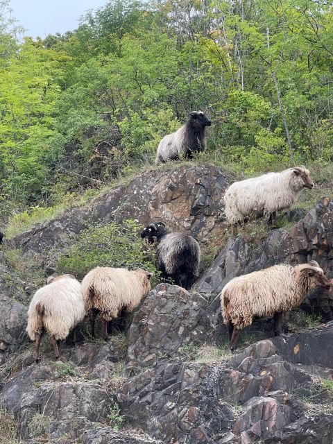 Oslo Island Walks: Island Hopping Tour - Who should book, and who should think twice?