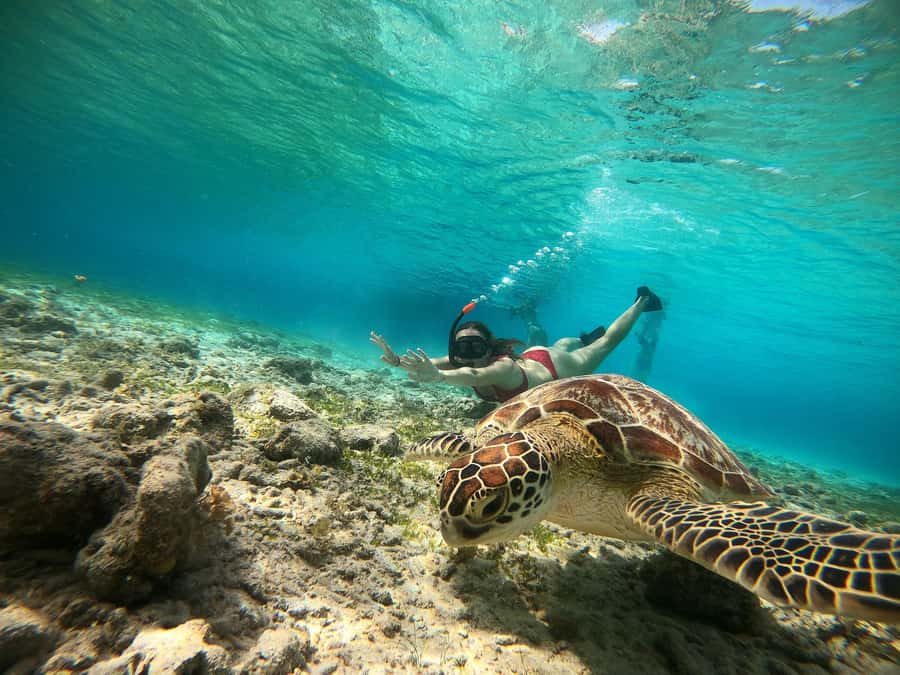 Ozzy Snorkeling 3 Islands Visit Baby Turtles - What this Gili Islands boat trip is really like