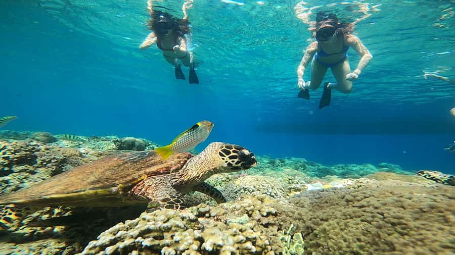 Ozzy Snorkeling 3 Islands Visit Baby Turtles - Gili Meno’s 48 underwater statues