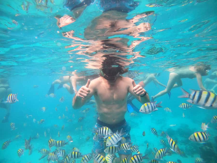 Ozzy Snorkeling 3 Islands Visit Baby Turtles - Lunch and the four-and-a-half-hour schedule