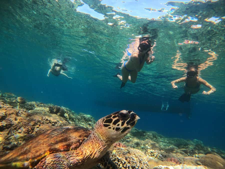Ozzy Snorkeling 3 Islands Visit Baby Turtles - Who should book this experience?