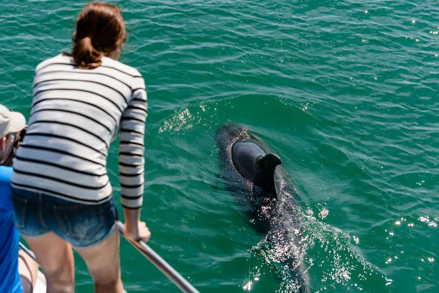 Paihia/Russell: Hole in the Rock and Bay of Islands Cruise - Is $94 good value?