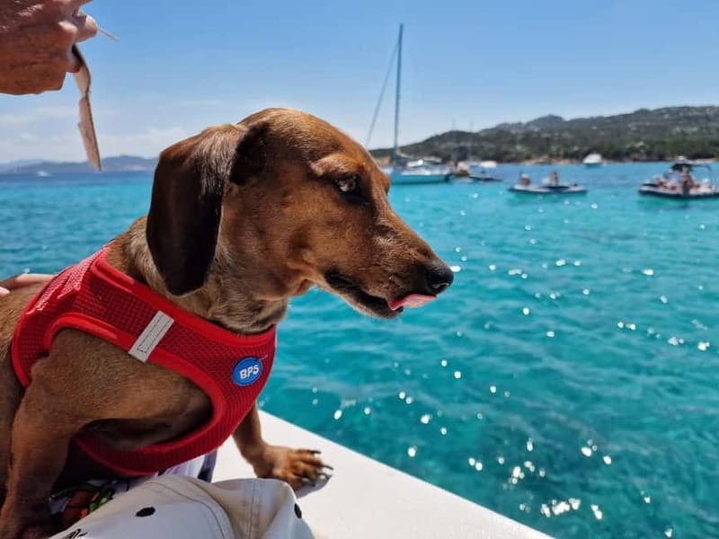 Palau: La Maddalena Archipelago Boat Tour with 4 Stops - Budelli’s natural pools and the view of Spiaggia Rosa