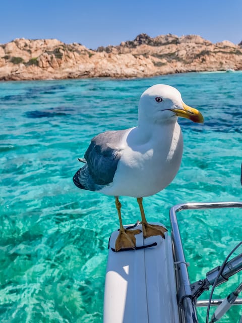 Palau: Sailing tour La Maddalena Archipelago - Who Will Enjoy This Sailing Day Most?