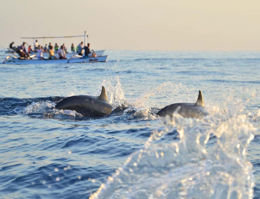 Panglao: Island Hopping w/Balicasag (Shared) - Should you book it?