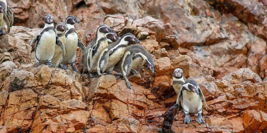 Paracas: Ballestas Islands Boat tour - Islas Ballestas - Key points to know before you book
