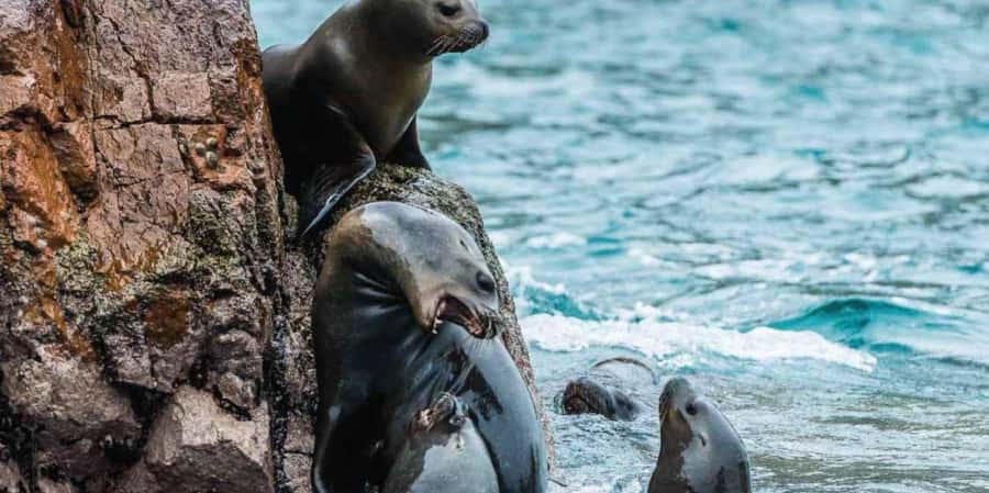 Paracas: Ballestas Islands Boat tour - Islas Ballestas - What the boat ride feels like