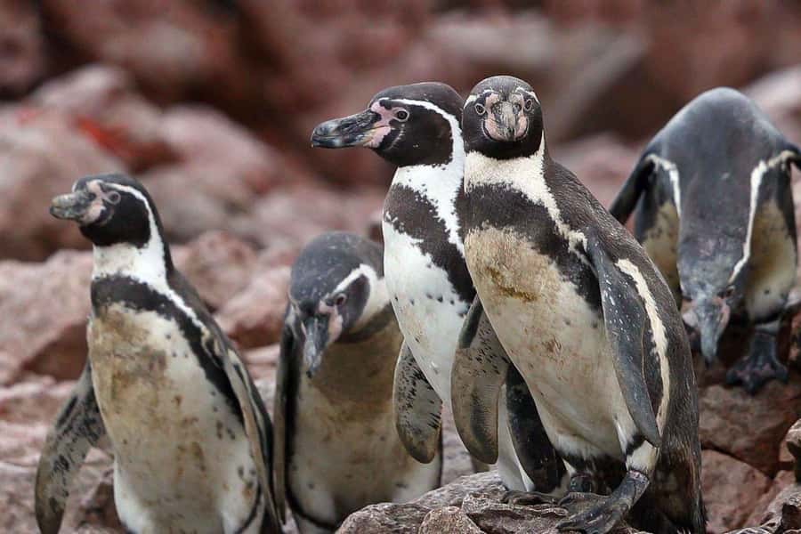 Paracas: Ballestas Islands Boat tour - Islas Ballestas - Is $35 a fair price?