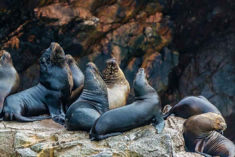 Paracas: Ballestas Islands Boat tour - Islas Ballestas - Who will enjoy this Paracas excursion most?