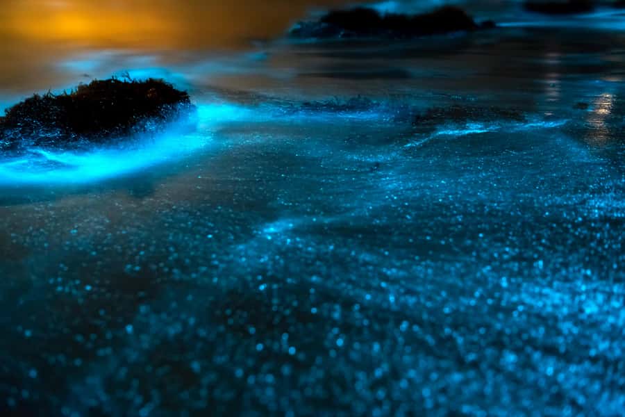 Phi Phi & 4 Islands Sunset tour + Bioluminescent Planktons - Maya Bay: famous, beautiful, and busy