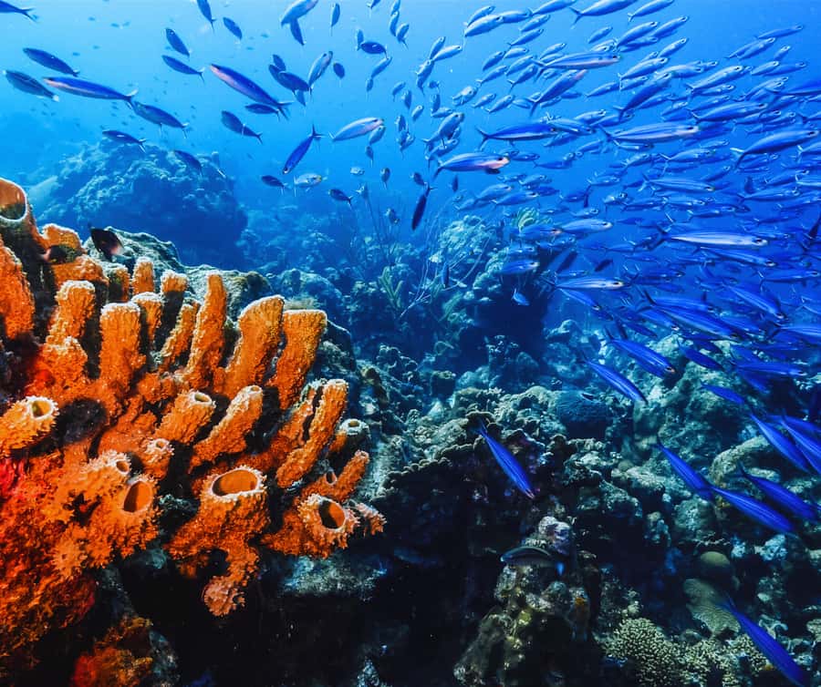 Phi Phi & 4 Islands sunset tour plus bioluminescent plankton - Five things to know before you book