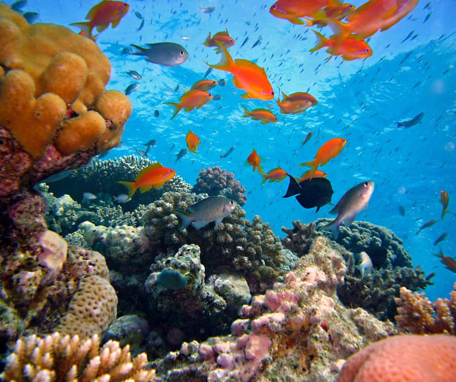 Phi Phi & 4 Islands sunset tour plus bioluminescent plankton - Bamboo Island offers a needed pause