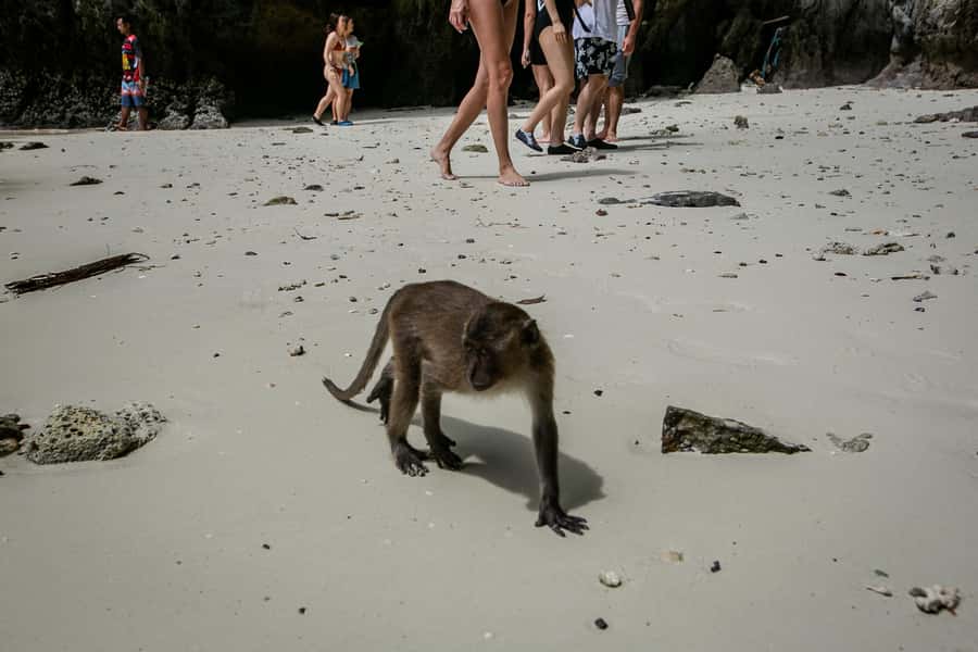 Phi Phi: 7 Islands Speed Boat Tour with Sunset and Plankton - Starting at McDonald’s on Phi Phi