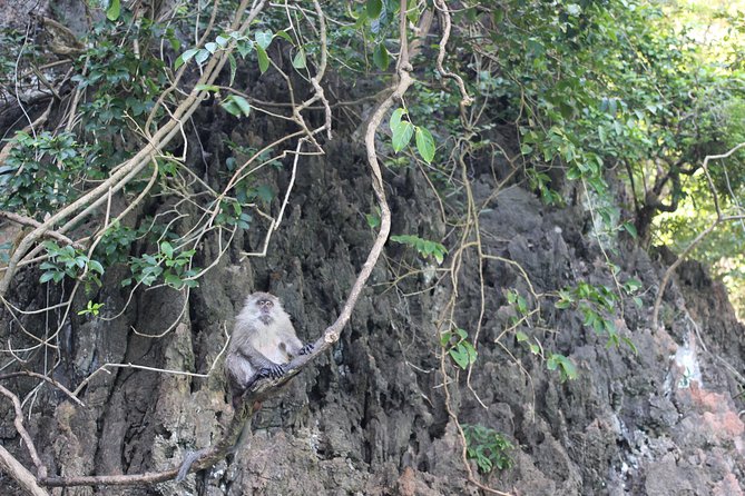 Phi Phi Islands Day Tour Bamboo and Maya Bay with Lunch By Speedboat - Monkey Beach is a boat-side wildlife stop