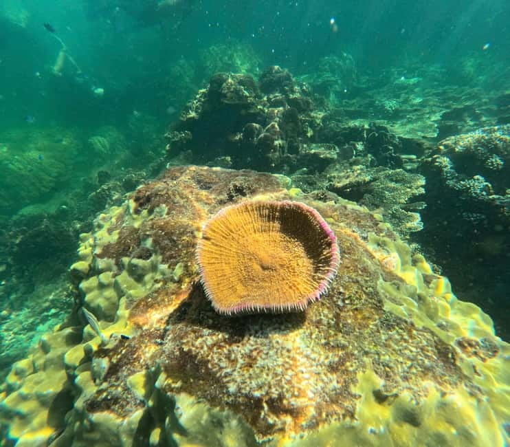 Phu Quoc: Snorkeling and Island Hopping by Speedboat & Lunch - Timing, Weather, and What to Pack