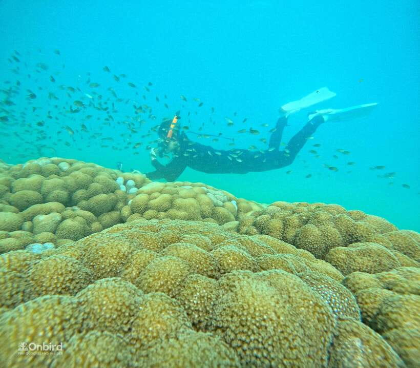 Phu Quoc: Speed Boat Tour 4 Islands - 2 Reefs Snorkeling - Key points to know before booking