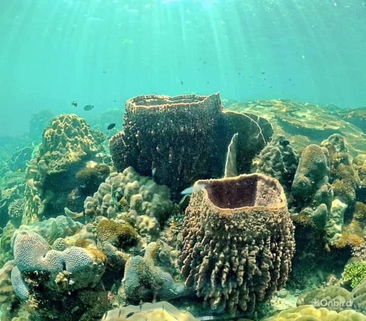 Phu Quoc Speedboat Pro Snorkeling: 4 Islands-2 Reefs & Meal - Who should book this experience?