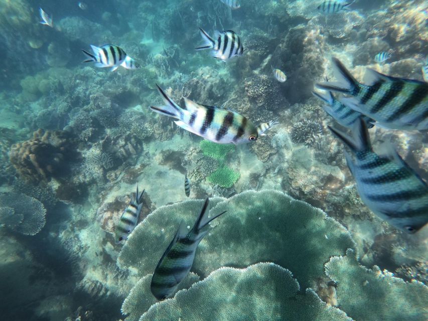 Phu Quoc: Speedboat Tour of 4 Islands with Snorkeling & BBQ - Is $56 good value?