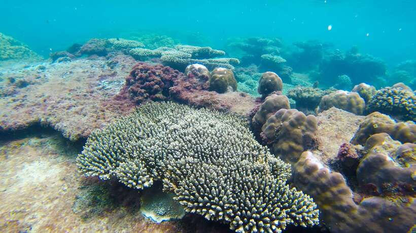 Phu Quoc Speedboat Trip: 3 Islands By Speedboat - Gam Ghi Island: coral, beach, and breathing room