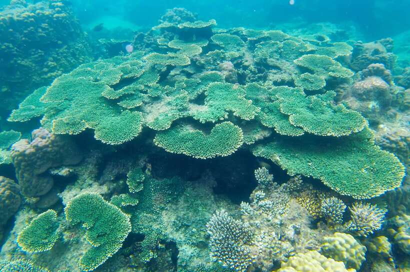 Phu Quoc Speedboat Trip: 3 Islands By Speedboat - May Rut Trong: lunch, lagoon, and the best pause