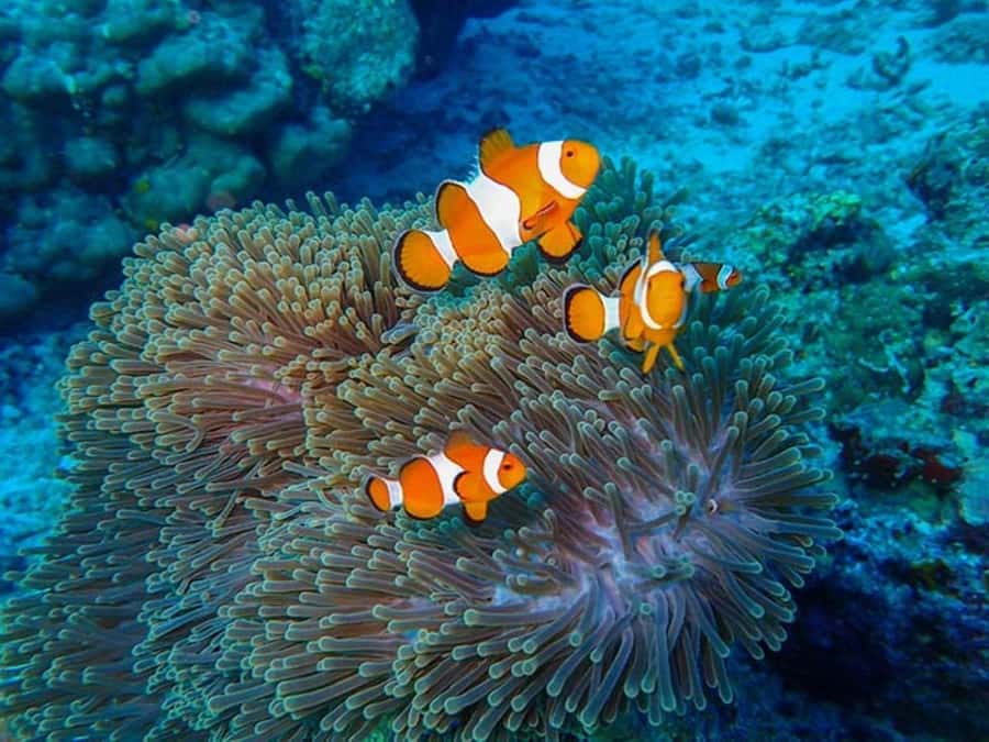 Phuket: 2 Days Itinerary Similan & James Bond Islands Tour - Lunch and two beaches on Similan Island No. 4