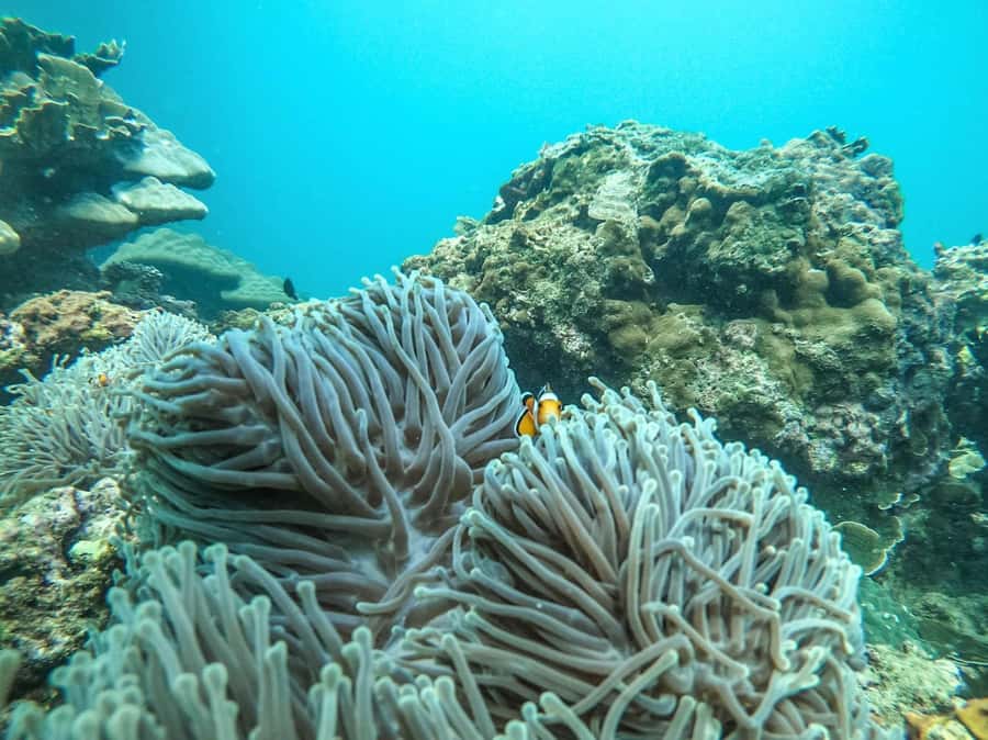 Phuket: 2 Days Itinerary Similan & James Bond Islands Tour - Day two trades open water for Phang Nga Bay