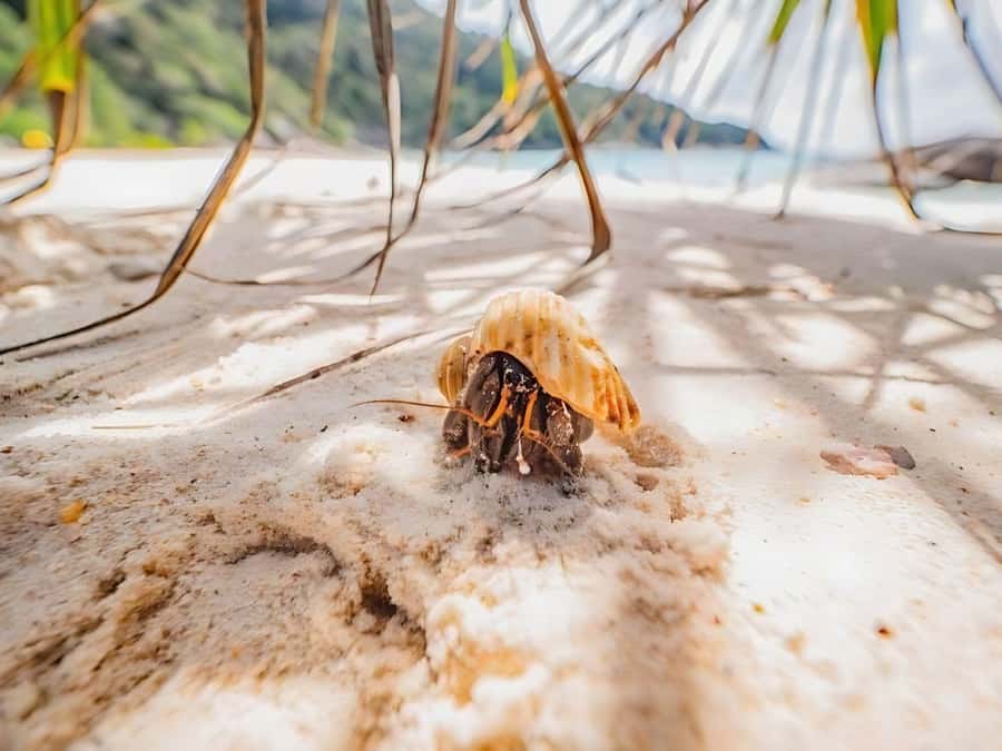 Phuket/Khao Lak: Similan Islands by Speedboat - Lunch, beach time, and Sail Rock Viewpoint