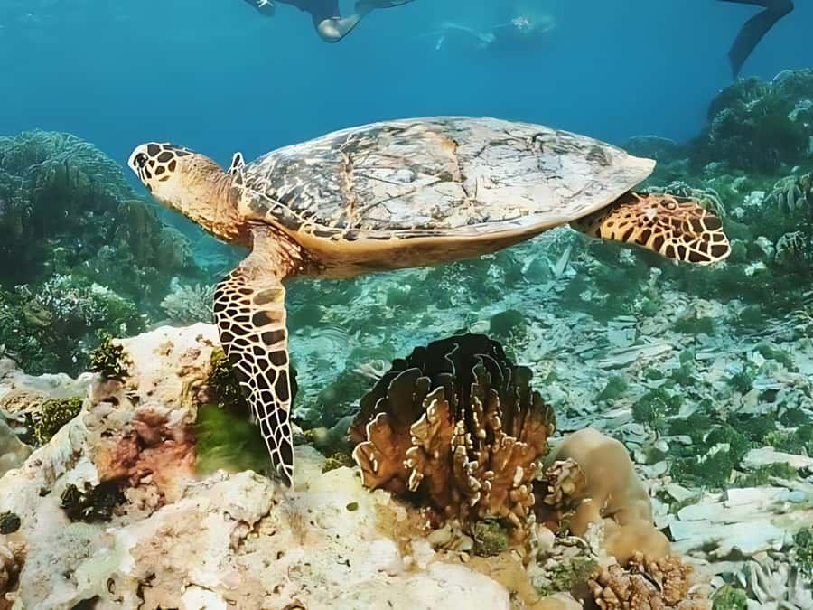 Phuket/Khao Lak: Similan Islands by Speedboat - The return to Thap Lamu and Southern Thai dinner