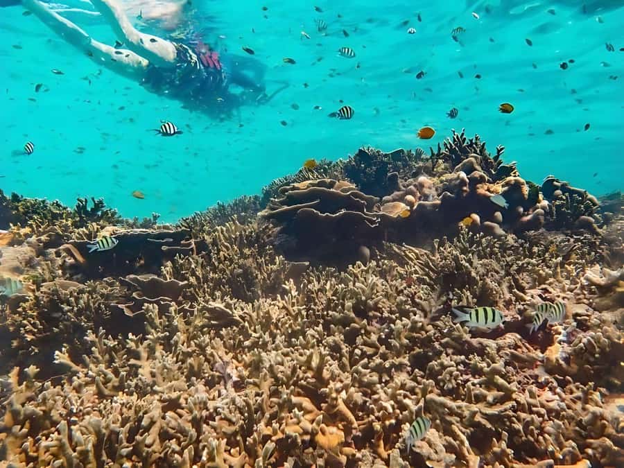 Phuket/Khao Lak: Similan Islands by Speedboat - Crowds, language, and the real quality of the experience