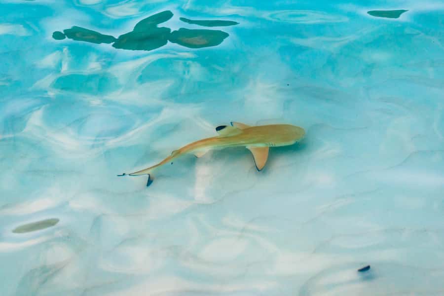 Phuket: Phi Phi Islands Day-Trip by Speed Catamaran - Viking Cave and snorkeling near the cliffs