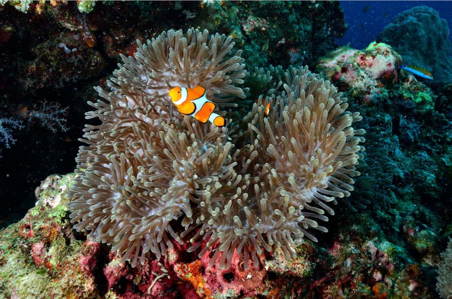Phuket: Similan Islands Day Tour by Speedboat with Lunch - Who will enjoy this day most