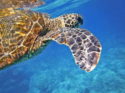 Island Hopping to Turtle Spot & Reef with Lunch