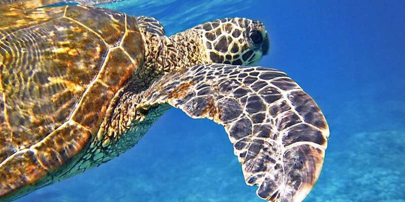 Port Barton: Island Hopping to Turtle Spot & Reef with Lunch - A proper beach lunch, not just a snack
