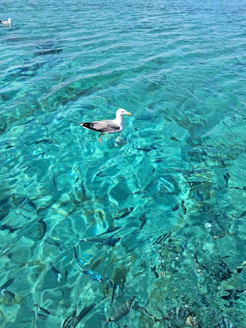 Porto-Vecchio: Lavezzi Archipelago & Cerbicales Island Tour - What the four-hour format gives you