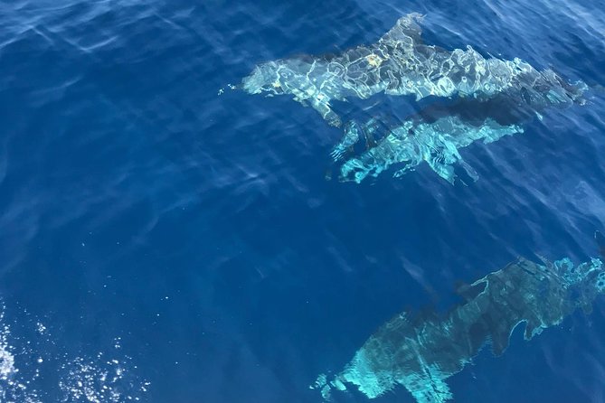 Private Blue Cave and Hvar - 5 Islands Tour - Stiniva Cove and the problem with famous beaches