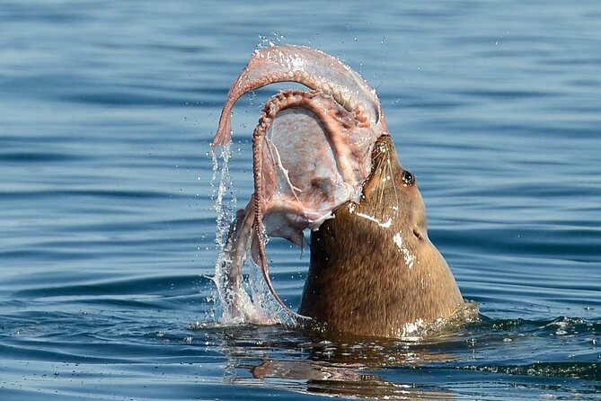 Private Boat Charter Explore Southern Gulf Islands Tour - Captain Dieter and the feel of the day
