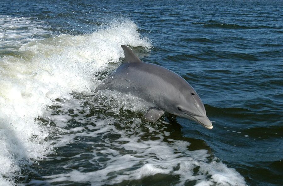 Private Boat Tour, Sunset Cruise, Island Hopping and more! - Caladesi Island and Honeymoon Island stops