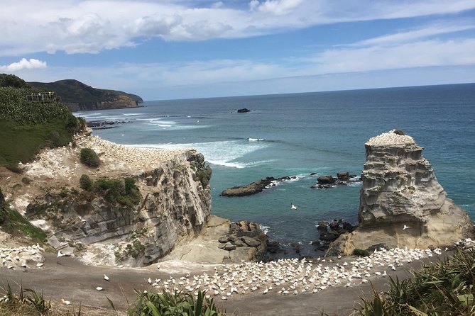 Private Tour: Bay of Islands Day Trip from Auckland - Waitangi connects the scenery to New Zealand history